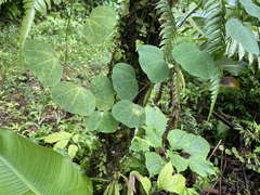 Passiflora andersonii