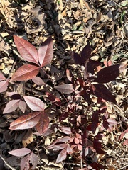 Nandina domestica