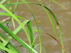 Cyanallagma bonariense