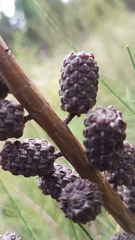 Allocasuarina diminuta