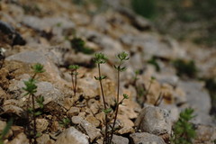 Galium verticillatum