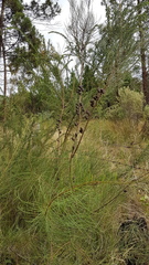 Allocasuarina diminuta
