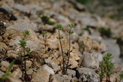 Galium verticillatum