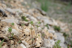 Galium verticillatum