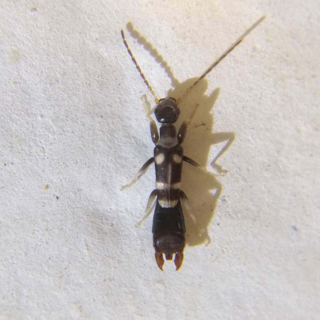 Cosmogeracinae