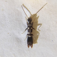 Labiduridae