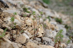 Galium verticillatum