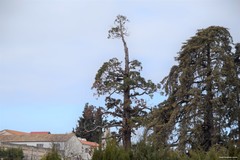 Sequoiadendron giganteum