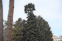 Abies pinsapo