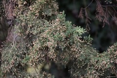 Cupressus sempervirens