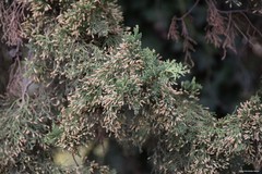 Cupressus sempervirens