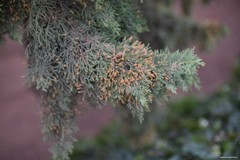 Cupressus sempervirens