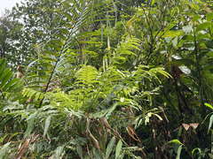 Phyllanthus mimosoides