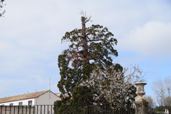 Sequoiadendron giganteum