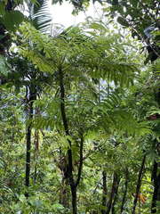 Phyllanthus mimosoides