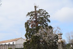 Sequoiadendron giganteum