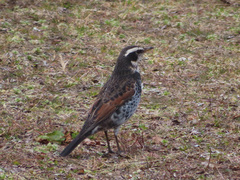 Turdus eunomus
