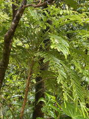 Phyllanthus mimosoides