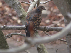 Streptopelia orientalis