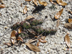 Opuntia drummondii