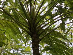 Phyllanthus mimosoides