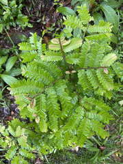 Phyllanthus mimosoides
