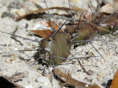 Opuntia drummondii