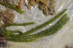 Caulerpa brownii