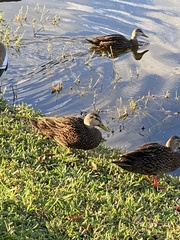 Anas fulvigula image