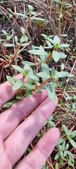 Blutaparon portulacoides
