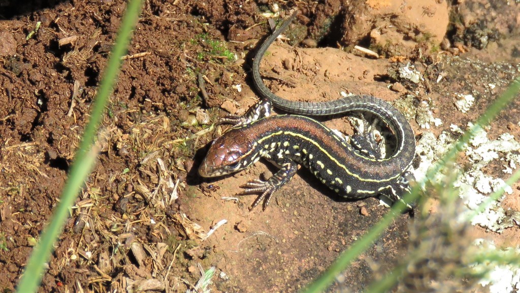 Bibron's Whiptail