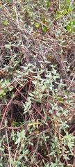 Blutaparon portulacoides