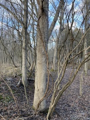 Fraxinus quadrangulata