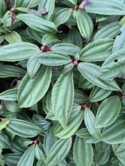 Viburnum davidii
