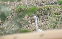 Ardea alba
