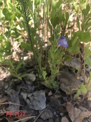 Scutellaria potosina