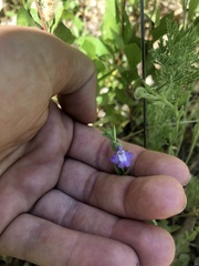 Scutellaria potosina