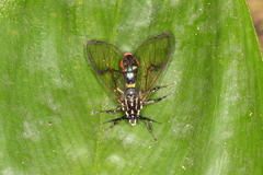 Argyroeides ophion