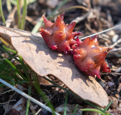 Cynips quercusechinus