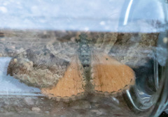 Epirrhoe plebeculata