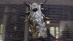 Hypercompe abdominalis