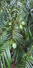 Cephalotaxus