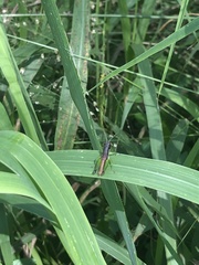 Methiolopsis geniculata