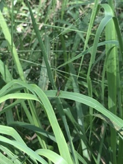 Methiolopsis geniculata