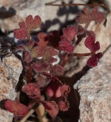 Pterostegia drymarioides