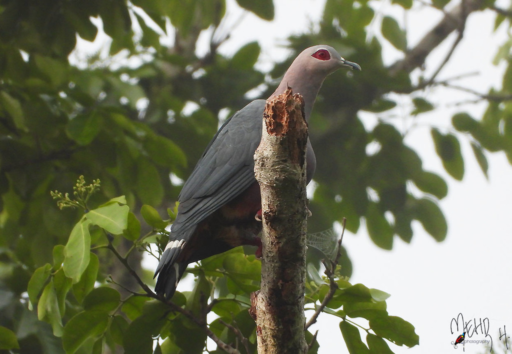 Pinon's Imperial Pigeon