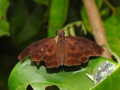 Anastrus sempiternus