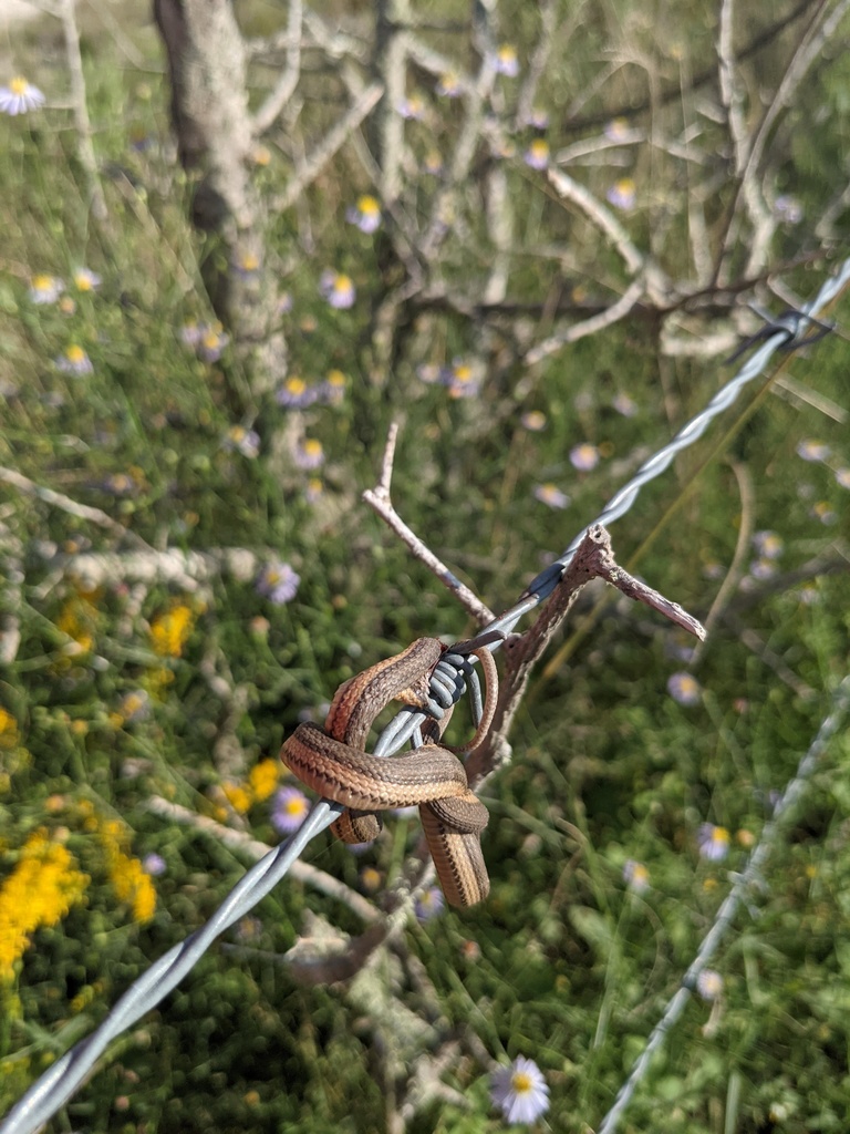 Graham's Crayfish Snake