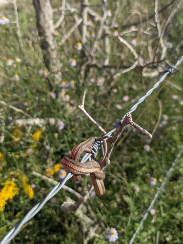 Graham's Crawfish Snake, Regina grahamii