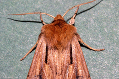 Ichneutica propria